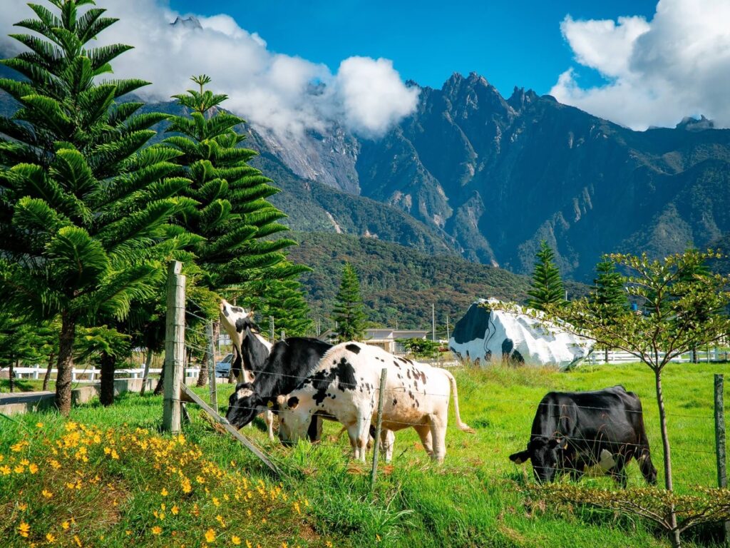 kundasang desa dairy farm