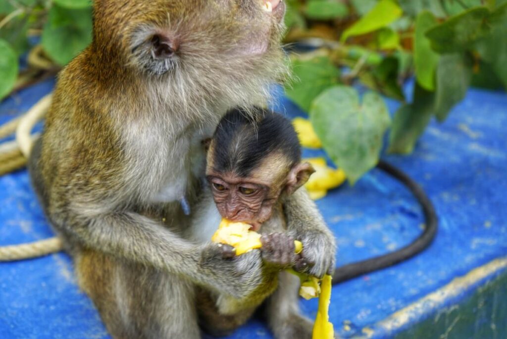 bongawan-river-macaque