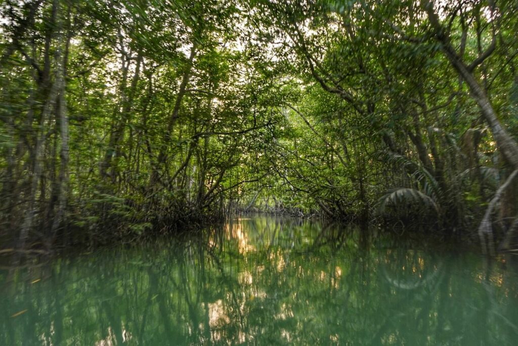 mangrove forest