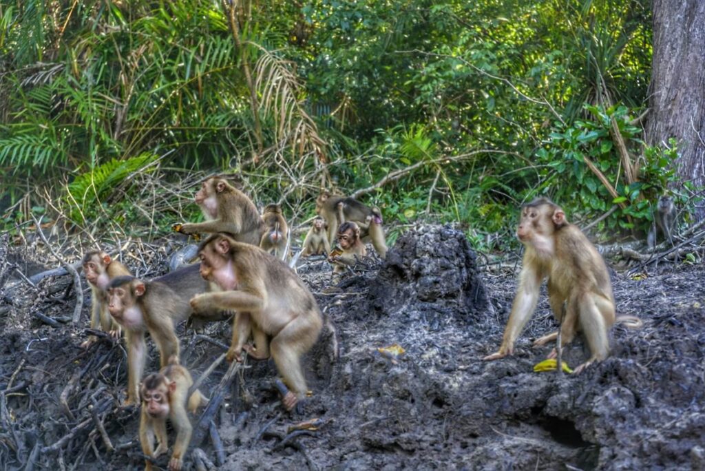 group of proboscis monkey